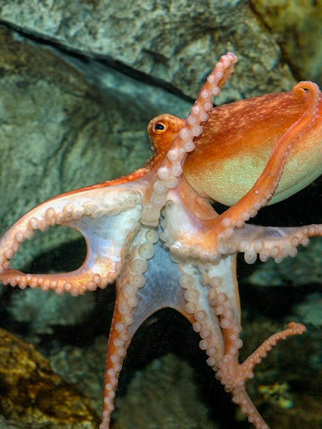 Octopus swimming in a tank at SEA Life London Aquarium.