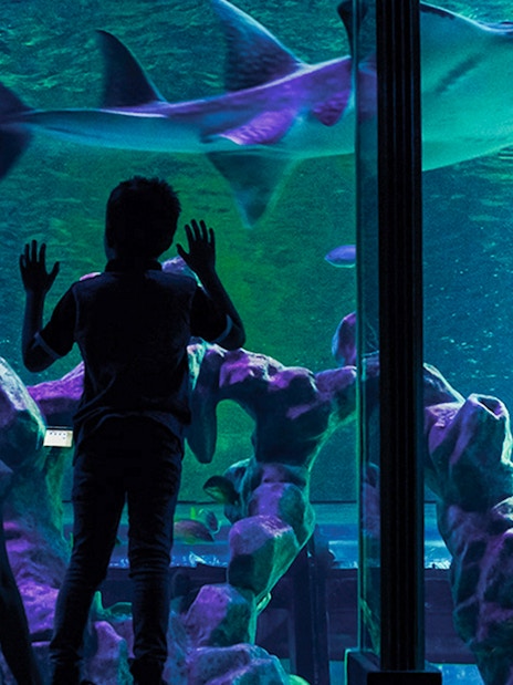 Visitors observing sharks at SEA LIFE London aquarium.