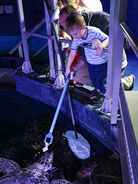 SEA LIFE London staff member feeding penguins during Behind the Scenes Tour.