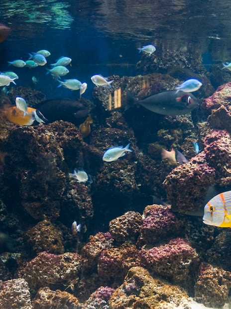 Coral reefs at Sea Life Aquarium, London. 