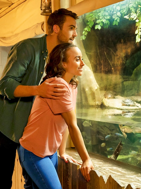 Couple observing sea turtle at Sea Life London Aquarium.