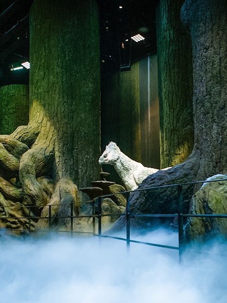 Forbidden forest scene on Harry Potter London tour with towering trees and mystical atmosphere.